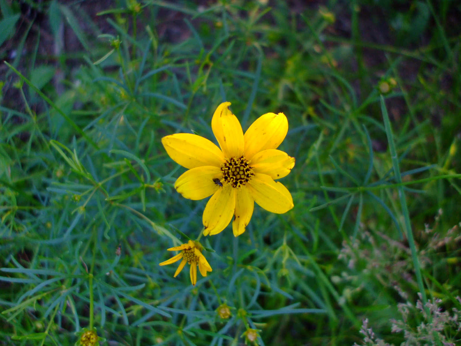 Coreopsis verticillata